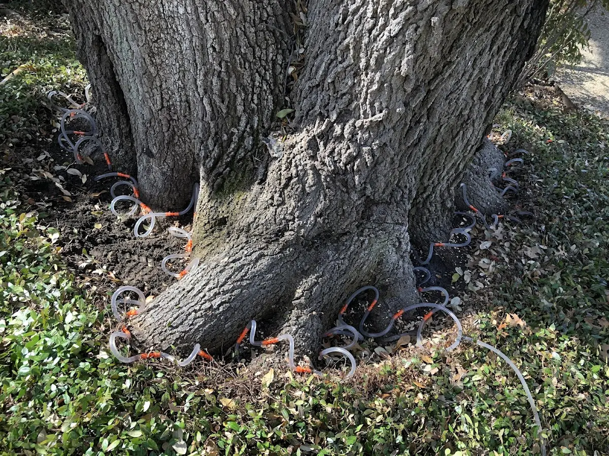 Detailed Tree Cabling and Bracing job site in Big Stone City