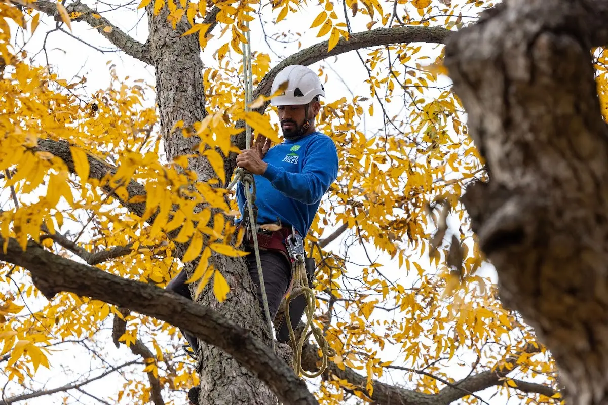 Skilled Tree Pruning crew working in Big Stone City