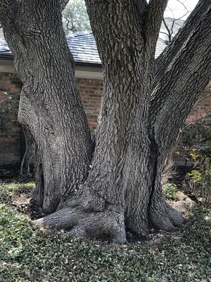 Mature heritage tree close to a Big Stone City property cared for by certified arborists